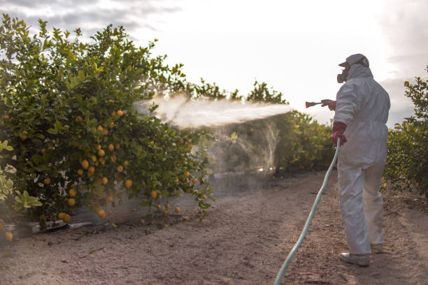Best Spider Control Near Me  in Denison, TX