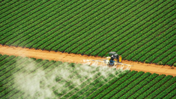 Best Local Pest Control Services  in Denison, TX