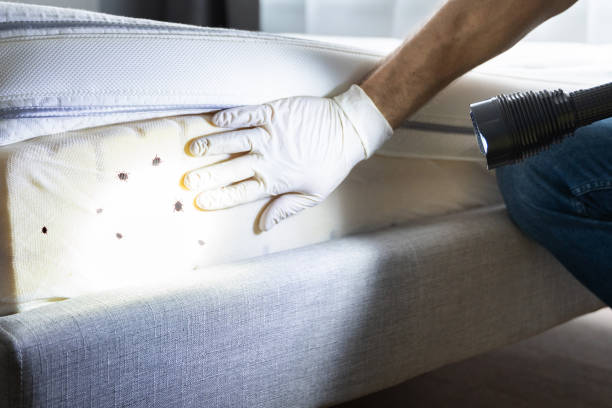 Best Residential Pest Control  in Denison, TX