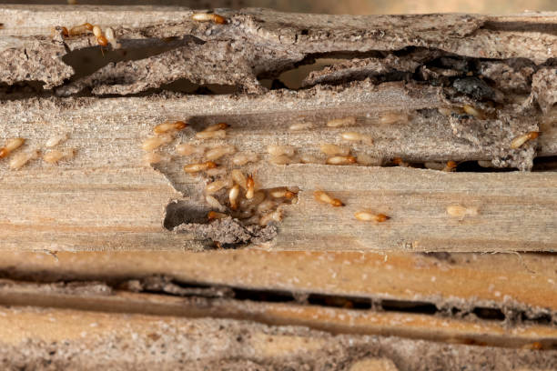Best Rat Extermination Near Me  in Denison, TX